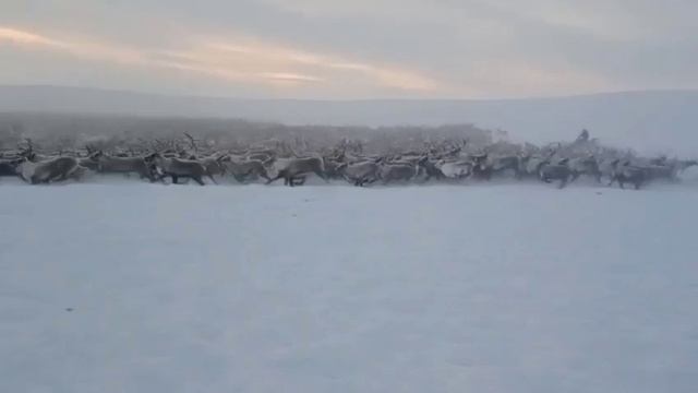 Такого перегон северных оленей вы ещё не видели более 1 мл