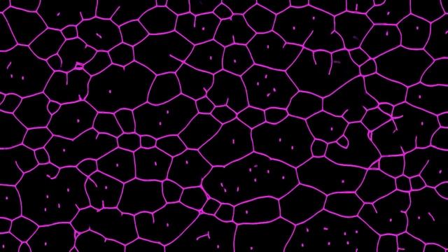 Генеративная графика (F002)/Generative graphics (F002)
