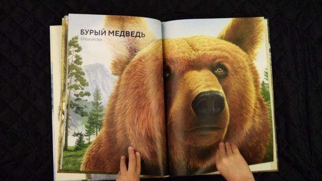 Лесные животные в натуральную величину