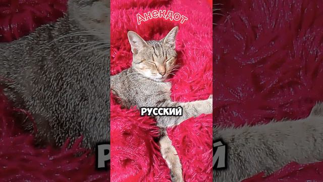 Анекдот. Русский и Чукча. #Rutube #анекдот #юмор #шутки