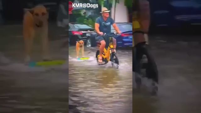 У природы нет плохой погоды, в дождик любим вместе рассекать🏖😎 ( видео про собак )