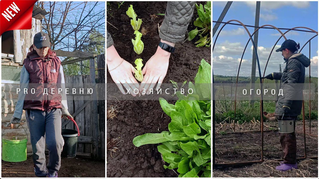 Деревенские будни: Покрасила теплицу  Пикирую Рассаду  Куры #garden #деревня #огород