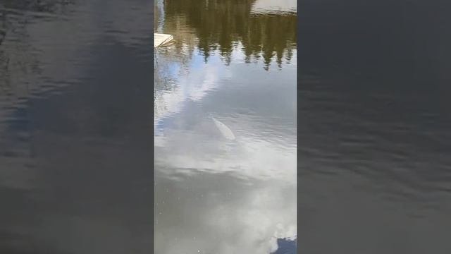Petite vue sympa avec une visite dun amour blanc !