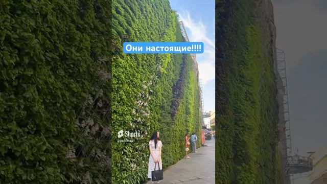 Крутая живая стена в центре Москвы!!! #никольская #зеленая #лето #моелето #фотосессия #shots