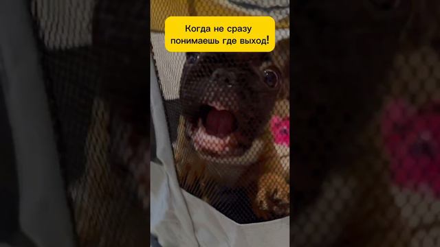 Когда сразу не понял где выход! #бульдог #franchbulldog #собака #выходизпорочногокруга #юмор