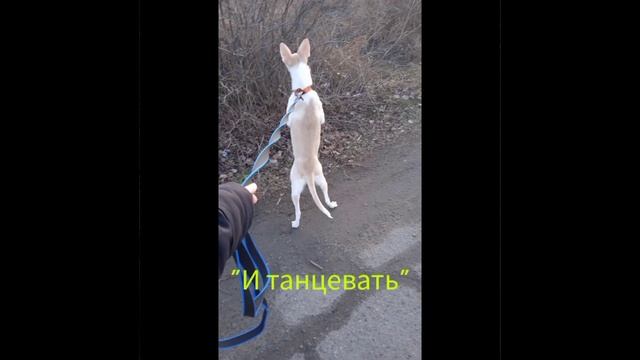 Whippet puppy,history Aya/Айя,волгоградский уиппет. История появления в семье,нелегкая судьба щенка