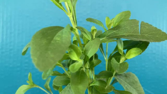 STEVIA #benefits 🌿 ESTEVIA 🌿 ¿PARA QUE SIRVE ? Usos🌿  #plants 🌿 #nature Stevia rebaudiana #nature 🌿