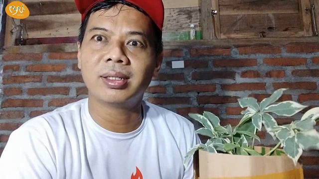 UNBOXING RANDU VARIEGATA ... WOWWWW VARIEGATA GAES