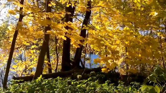 Vanessa Mae ܓПотрясающе красивая мелодияܓСКРИПКА Из коллекции мировых шедевров