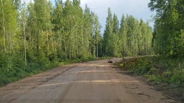 Расчистка полосы отвода автомобильной дороги ч 3