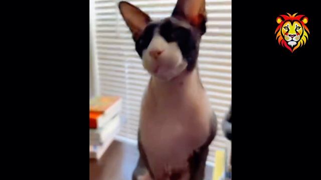 Видеоподборка с забавными котиками для хорошего настроения