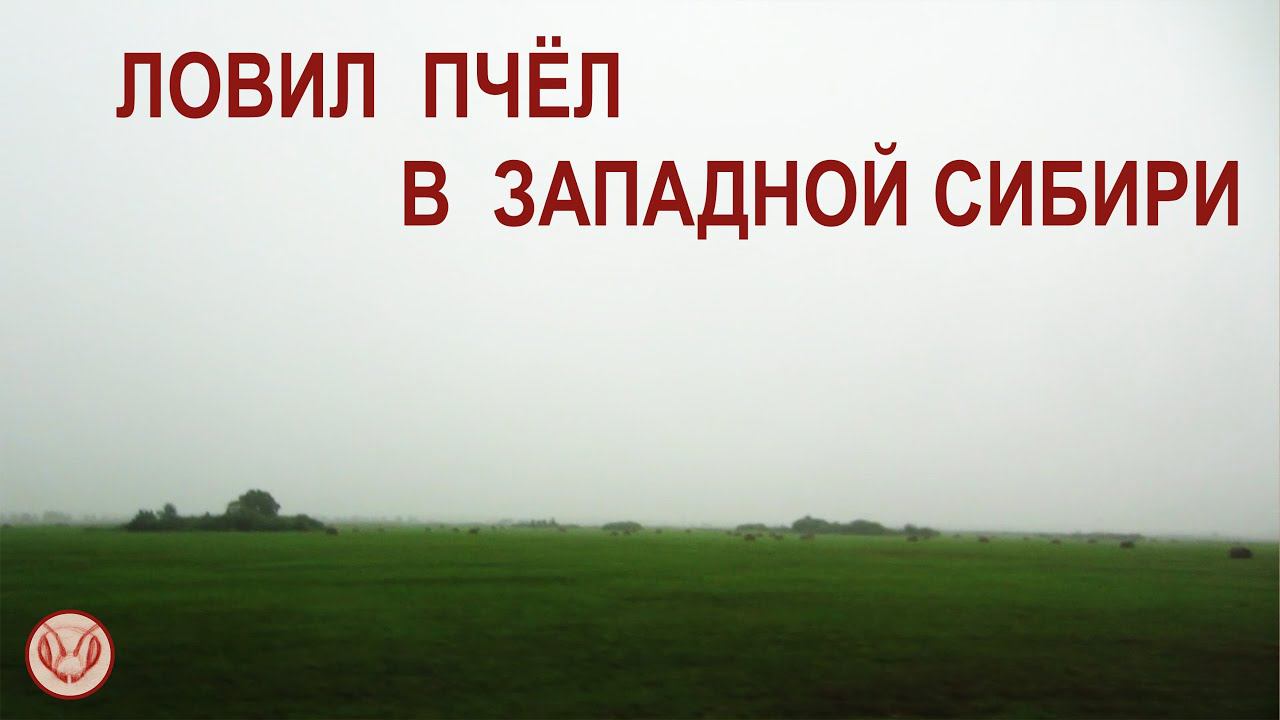 Ловил пчёл в Западной Сибири Сравниваем места с Сочи - Сибирь сильнее