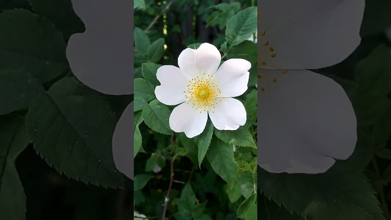 Интересный красивый цветок шиповника Interesting beautiful rosehip flower 흥미로운 아름다운 로즈힙 꽃 興味深い美しいローズ