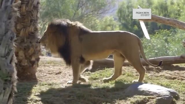 "Как устроен Мир" Люди и звери кто кого