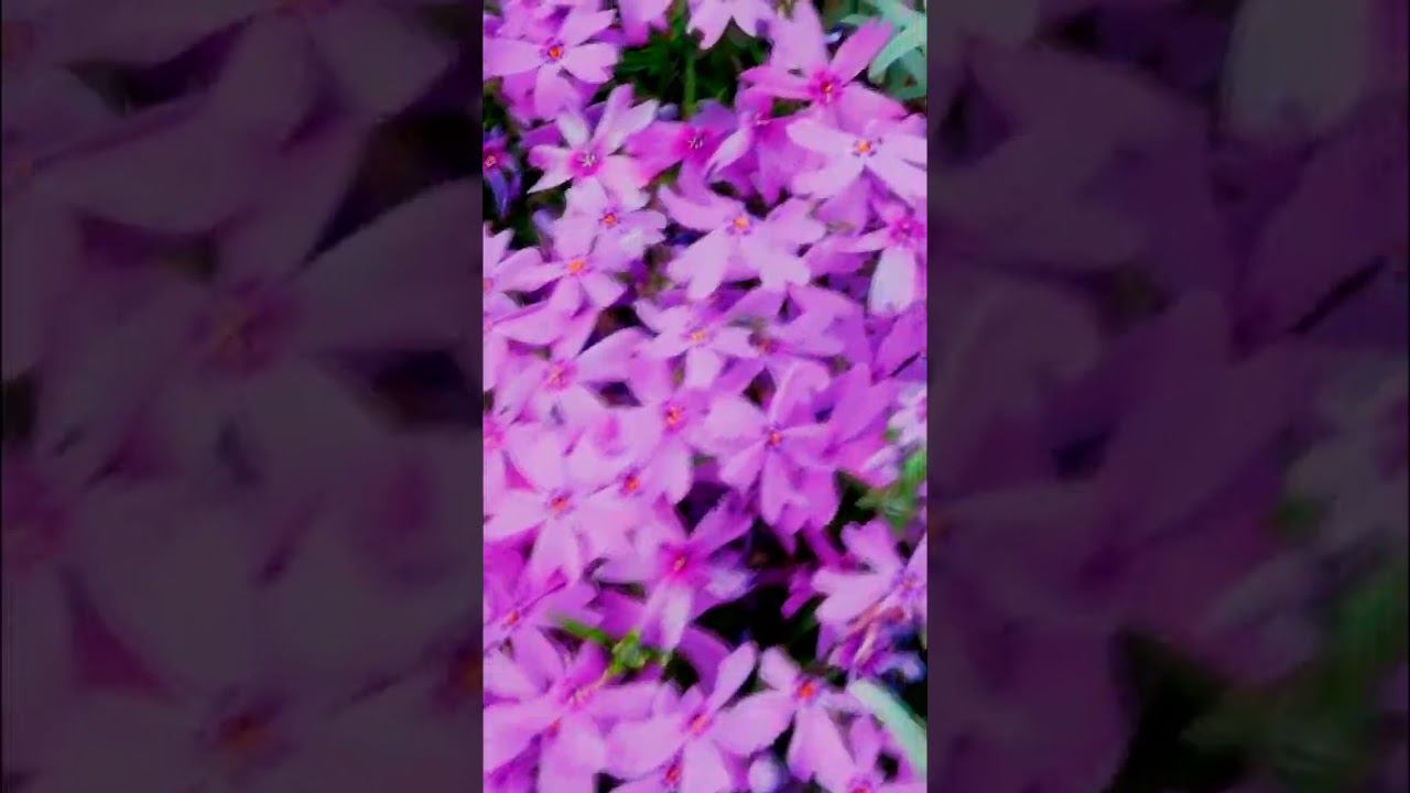 Флокс шиловидный   Phlox subulata 1