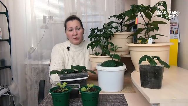 А у нас зимой цветут томаты и завязываются огурцы!