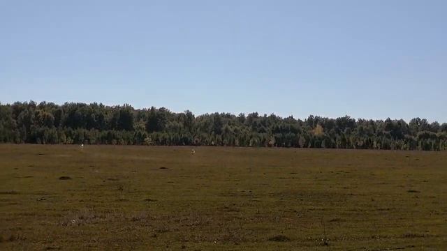 Интересная работа русских борзых Догона и Авроры по приманке. Догон промахнулся, Аврора помогла