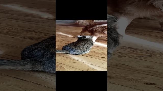 Кошка и Собака. Друзья