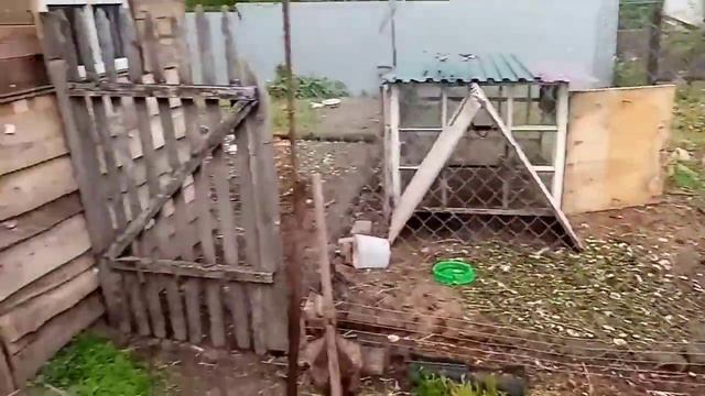 Мускусная утка вывела утят. Новости у кроликов.