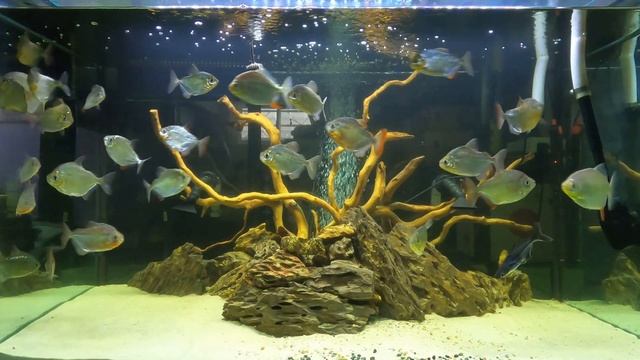 Huge Silver Dollar Aquarium