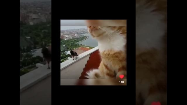 пандемия ,как это было#срана#россия#животные