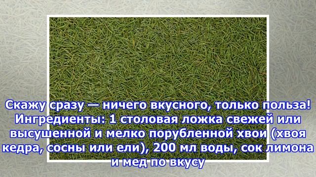 РЕЦЕПТЫ: Хвойный чай от простуды