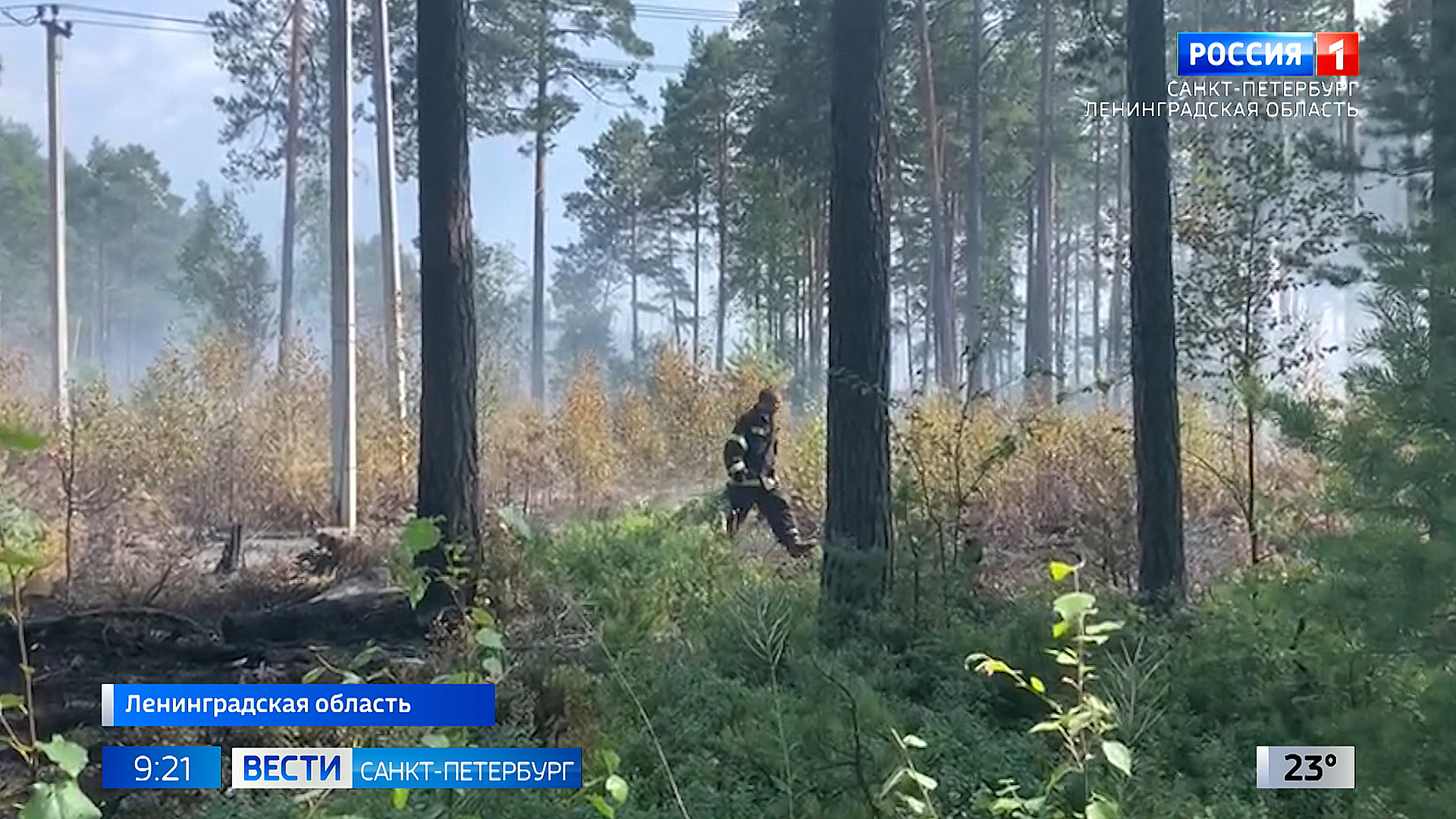 Спасатели, лесничие и ученые готовятся защитить леса Ленобласти от пожаров