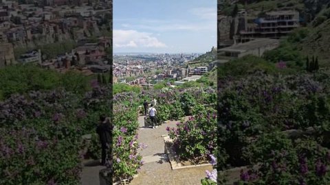 🌸 Дни сирени и глицинии в Ботаническом саду Тбилиси