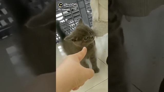 разбойники