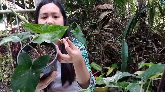 Syngonium ALBO/White Variegated propagation.