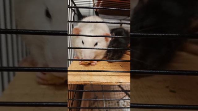 Крысы кушают 💞🐀🐁