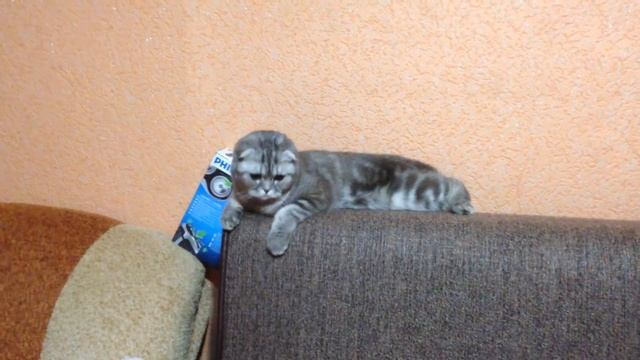 Шотландская вислоухая