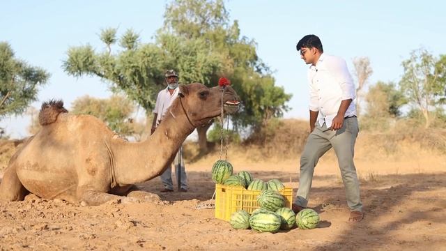 चलो पता करते है ऊँट कितने किलो तरबूज खायेगा - How Much Watermelon Will A Camel Eat ?