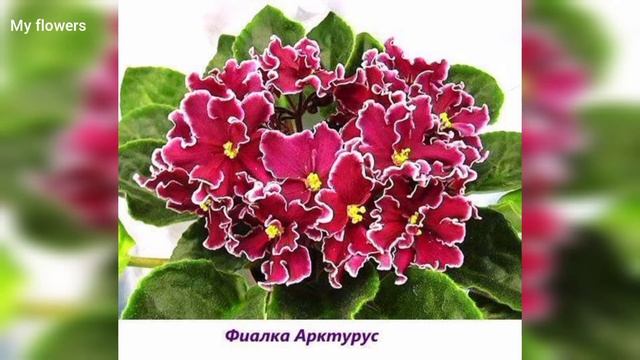 Фиалки с названиями (Сенполии). Фотоподборка.Часть 2