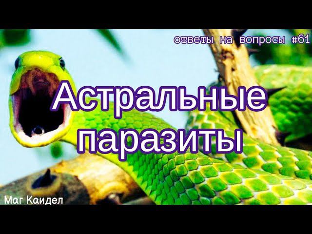 Полевые паразиты – Маг Каидел