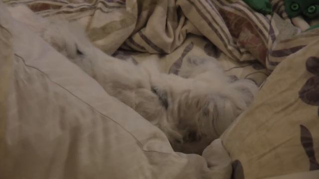Собака роет кровать