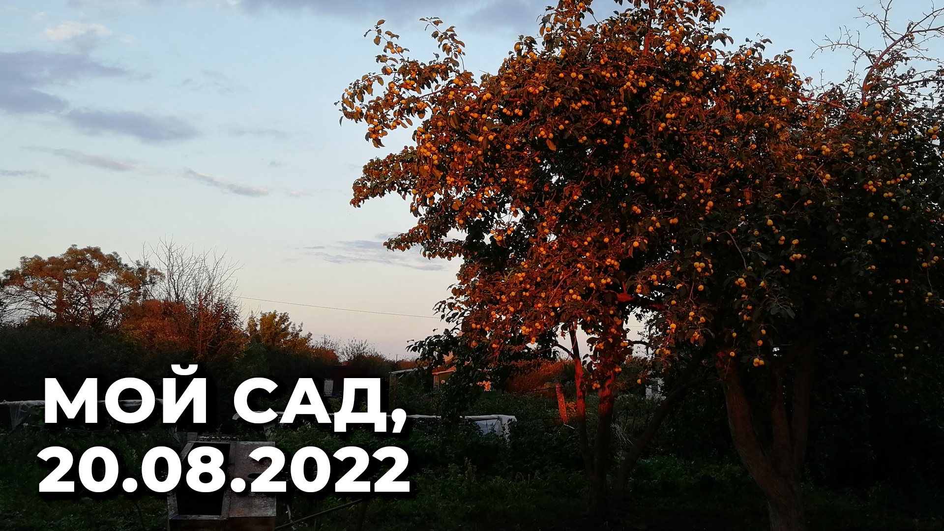 Мой сад, 20 августа 2022