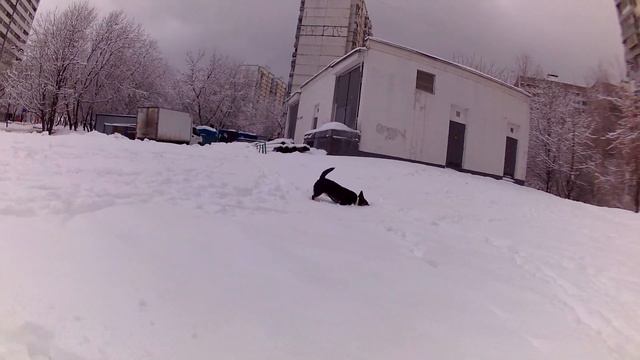 Ариша и Крыска