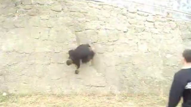 AirSteps Crashes