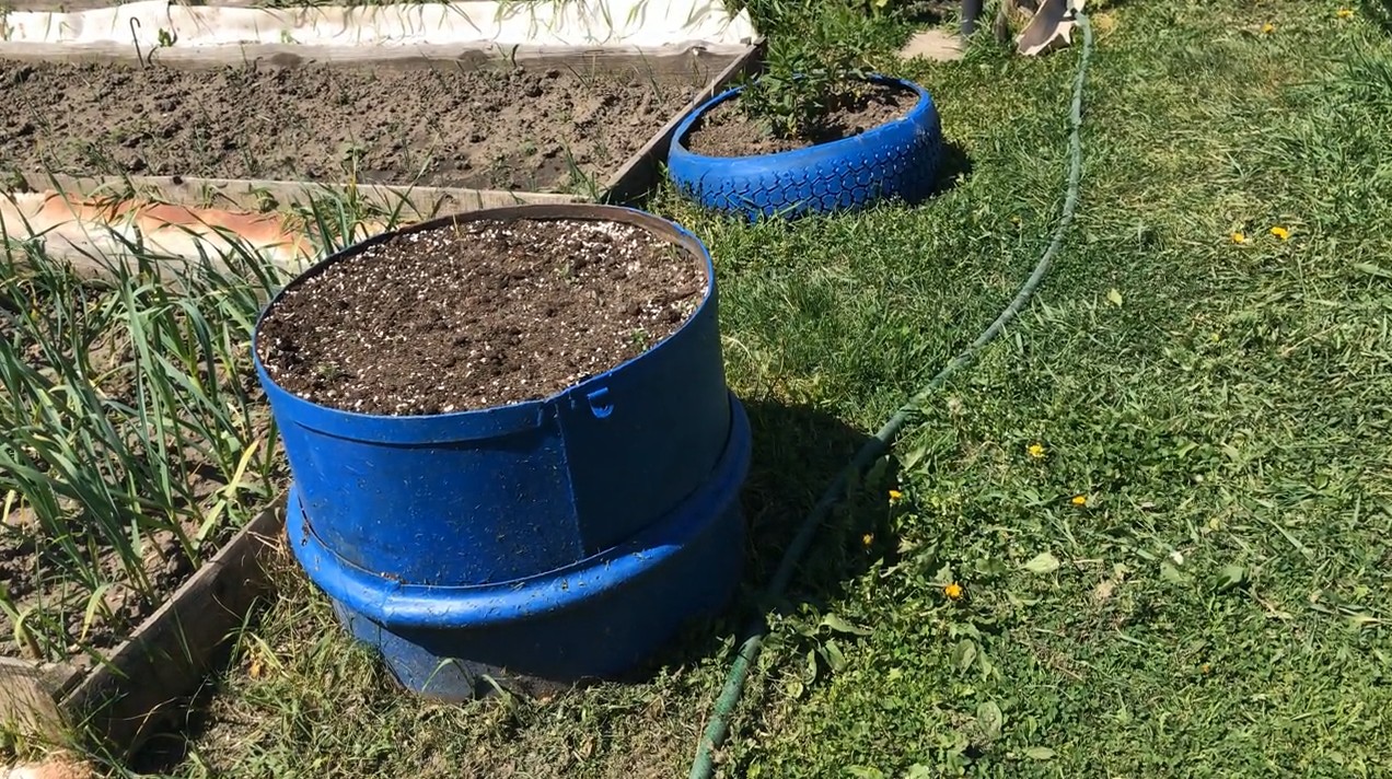 Если вы так посадите огурцы С урожаем будете до холодов в открытом грунте и без укрывного материала.
