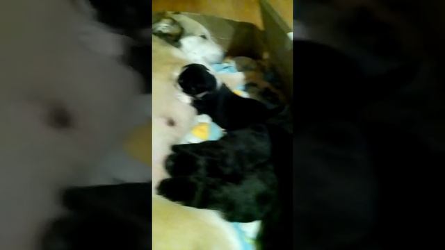 Щенки!! В добрые, надёжные руки!!!
