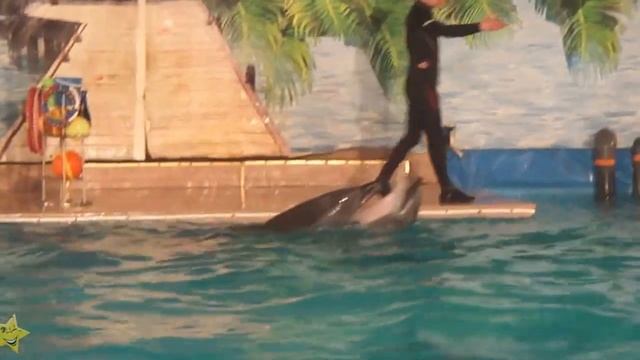 Дельфины поют и танцуют вальс .Супер видео!  Dolphins sing and dance the waltz .Super Video !