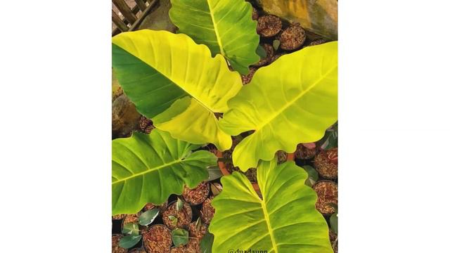 45 JENIS PHILODENDRON TANAMAN HIAS HITS 2021 BESERTA GAMBAR LENGKAP | 45 TYPES OF PHILODENDRON