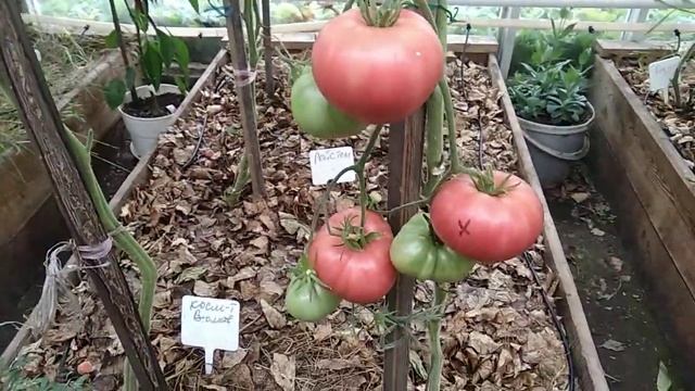 Томат Космонавт Волков, Нонна М.,Фамилия,Интуиция,Марьина роща .