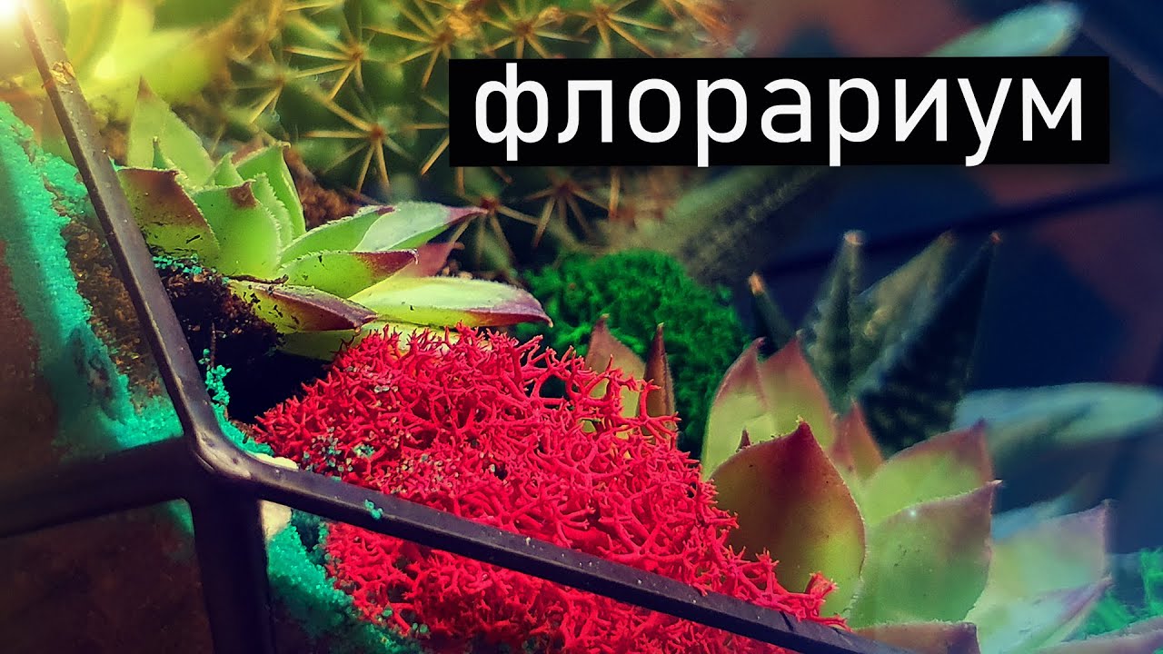 ФЛОРАРИУМ с суккулентами своими руками.