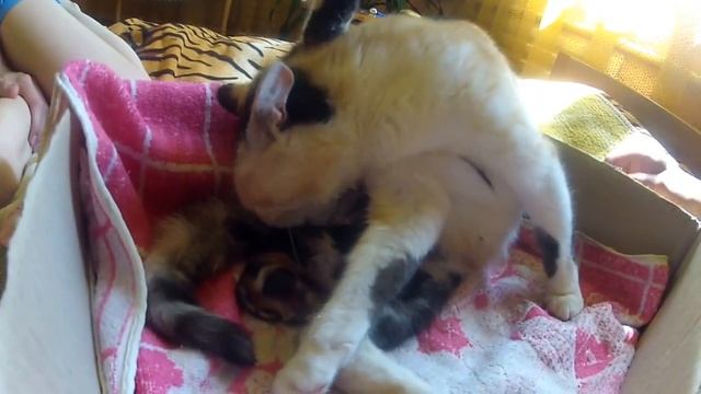 Рождение котят