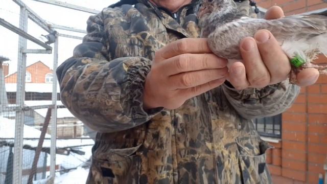 ?Зимние голубята радуют!? Обзор и первые полёты! Winter pigeons delight!