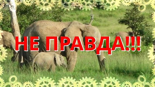 Среди всех млекопитающих только слоны не умеют прыгать? ||| Интересные Факты ||| Весело