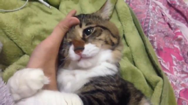 Кошка обнимает руку