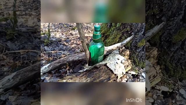 Самый лучший способ набрать берёзовый сок.